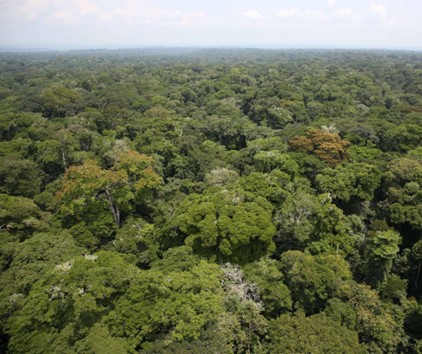 Congo - Di MONUSCO Photos - Rainforest - Ituri, CC BY-SA 2.0